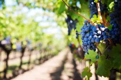 Purple grapes growing in a Livingston-area vineyard