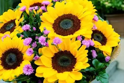 Sunflowers growing in a Livingston field