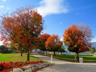 Tree-lined road at a Livingston park