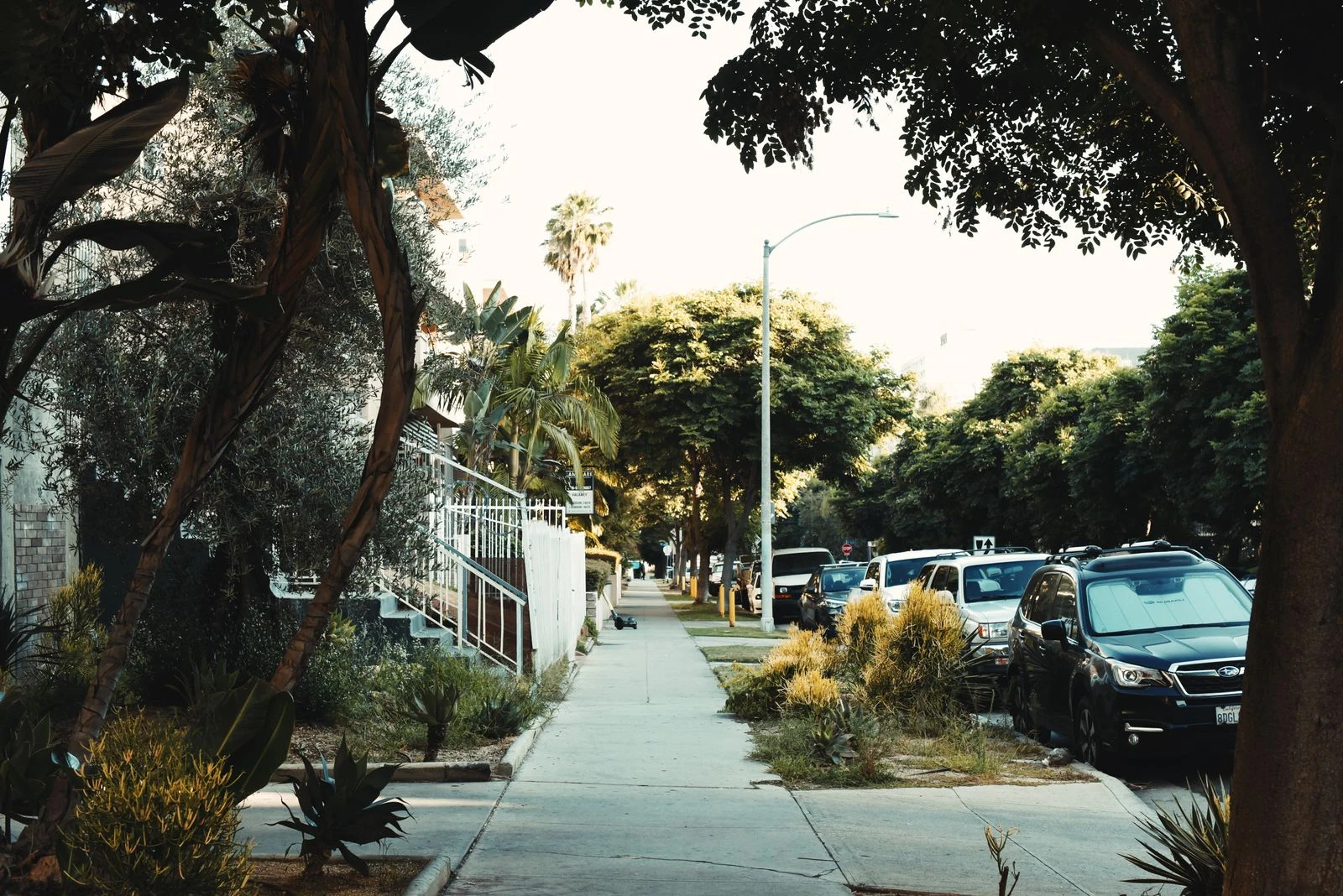 Street trees shading a residential sidewalk in California.